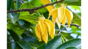 Ylang Ylang