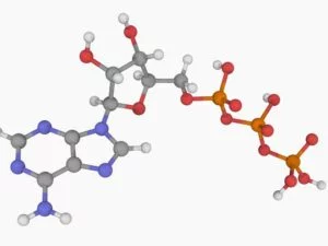Adenosin