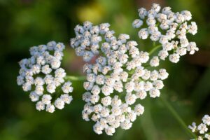 Yarrow