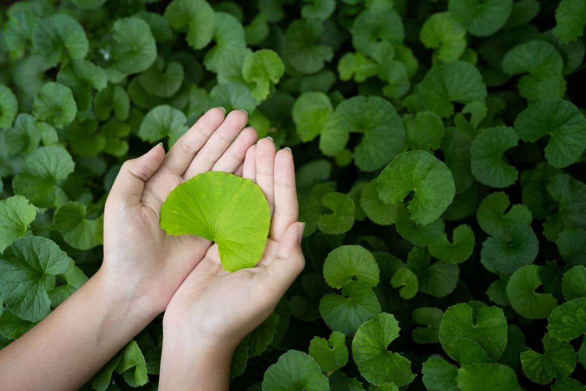 Gotu Kola