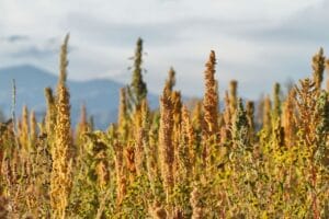 Quinoa Extrakt