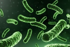 Lactobacillus Fermente
