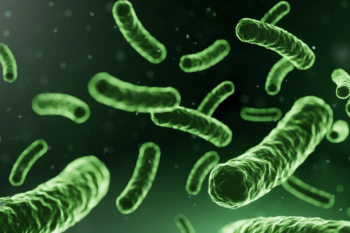 Lactobacillus Fermente
