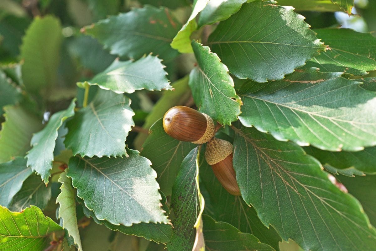 Quercus Extrakt
