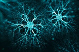 Endocannabinoid System