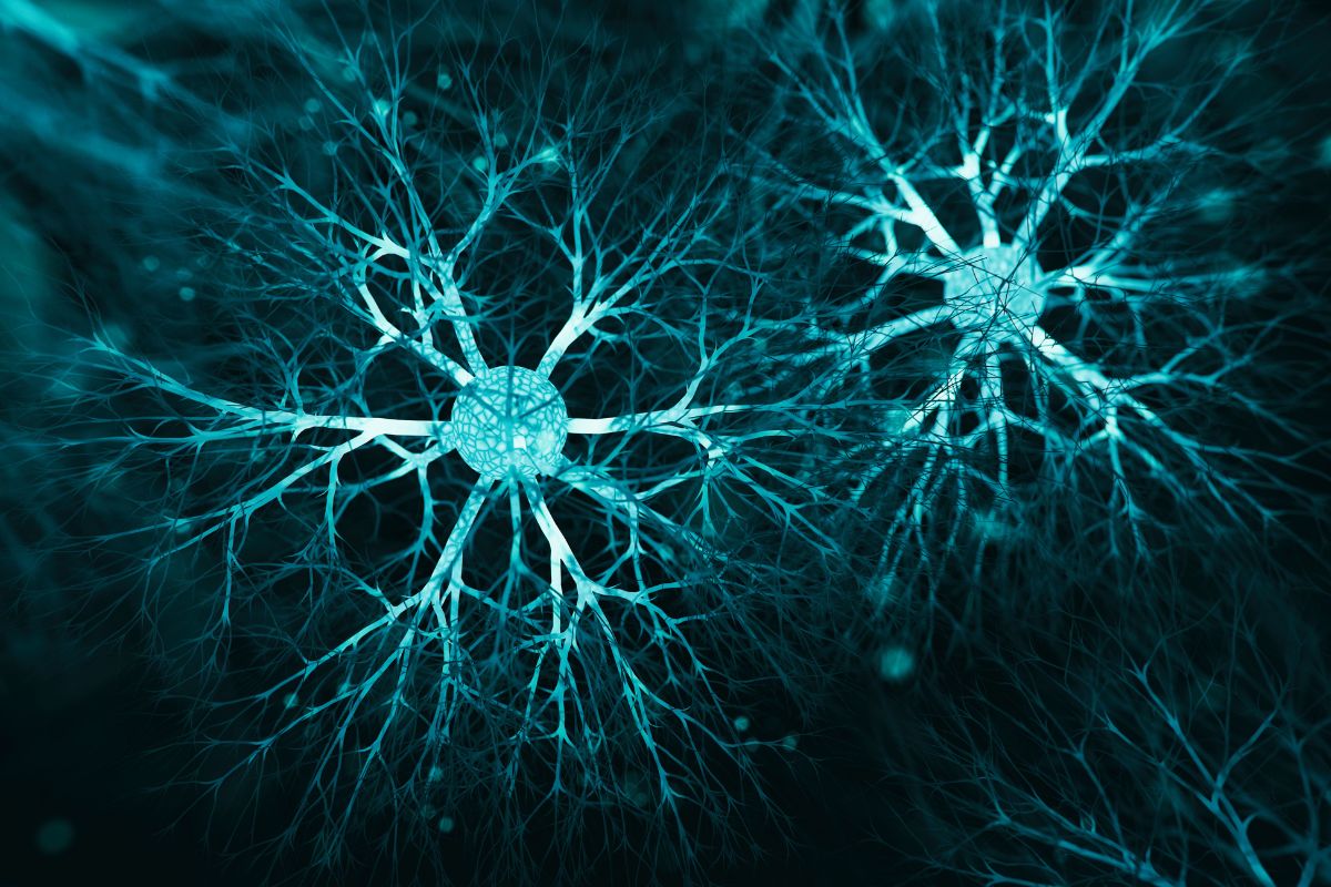 Endocannabinoid System