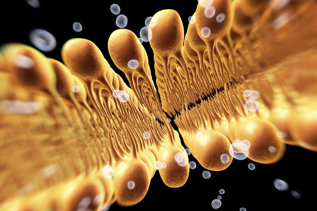 Epidermale Lipide